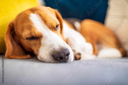 Beagle dog tired sleeps on a cozy couch. Adorable canine background © Przemyslaw Iciak