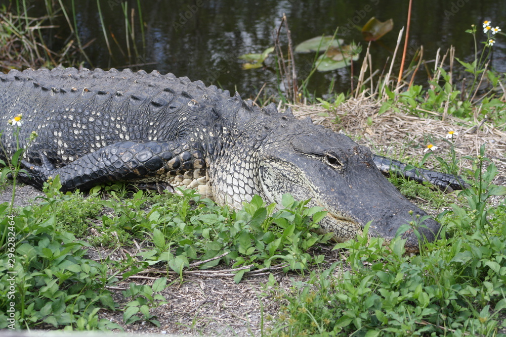 Wildlife in Everglades National Park - Florida - USA Wildlife in Everglades National Park - Florida - USA