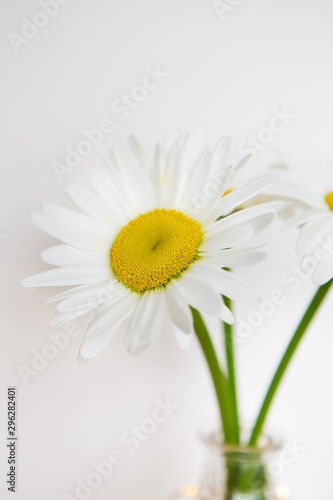 Daisies in vase on a old wooden table © Artsaba Family