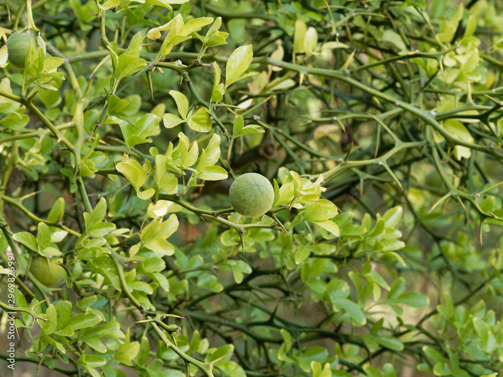 Poncirus trifoliata or Citrus trifoliata The fruiting tree trifoliate
