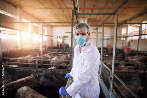 Portrait of veterinarian in white protective suit with hairnet and mask standing in pig pen observing domestic animals at pig farm.
