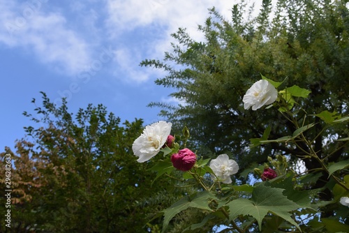 Cotton rosemallow is a mysterious day flower whose flower color turns white in the morning  pink in the day  and red in the evening.