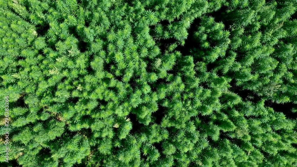 AERIAL: Camera Down Shot and Reveal Shot of Slowly Ascending Drone of Vast Waving in the Wind Cannabis Weed or Hemp Plants Field on a Brigt Day AERIAL: Camera Down Shot and Reveal Shot of Slowly Ascending Drone of Vast Waving in the Wind Cannabis Weed or Hemp Plants Field on a Brigt Day