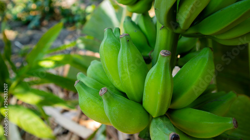 Bananas are still on the tree, looks green which will soon be picked up © Nabiru