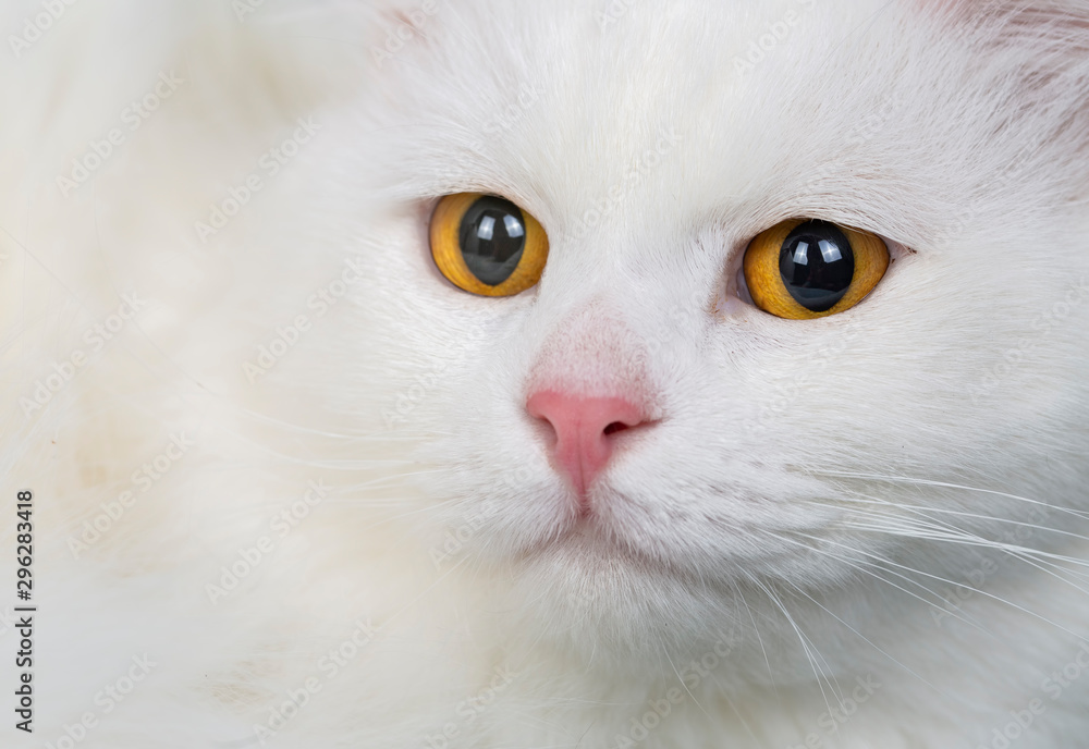 Cute, white cat