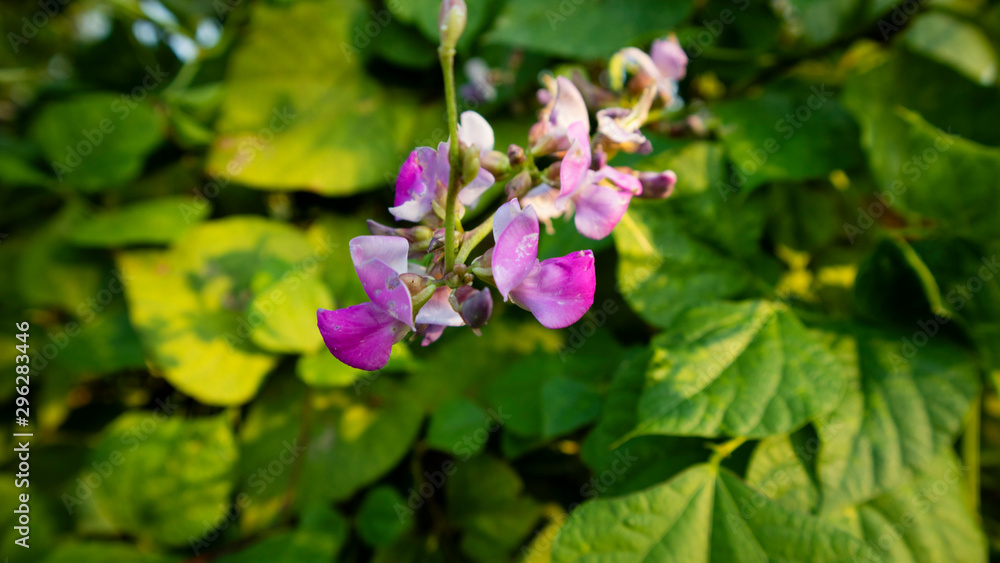 The Fabaceae or Leguminosae, commonly known as the legume, pea, or bean family, are a large and economically important family of flowering plants.