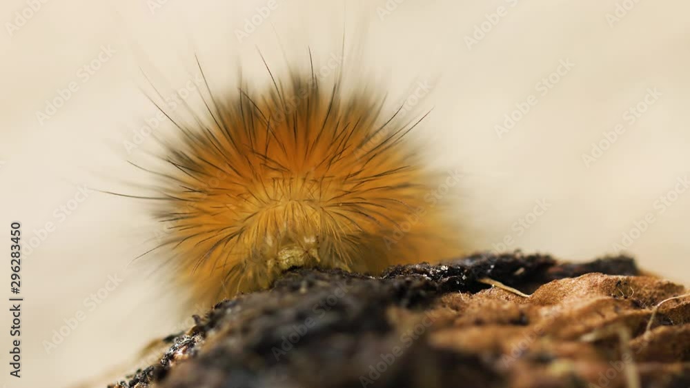 Macro of furry and colorful, Yellow Woolly Bear caterpillar and its ...