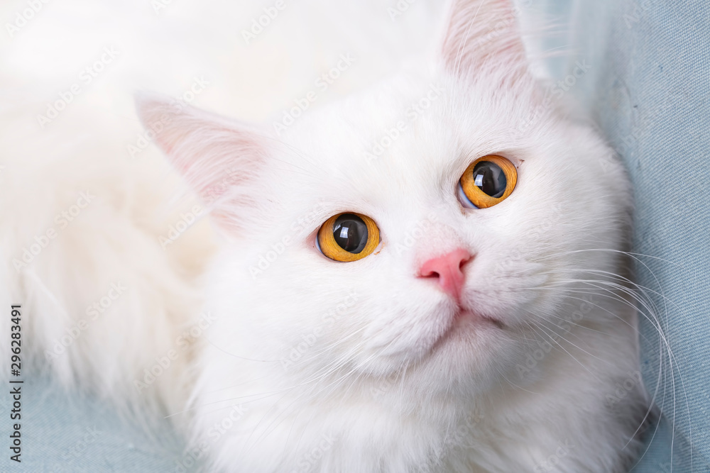 Cute, white cat