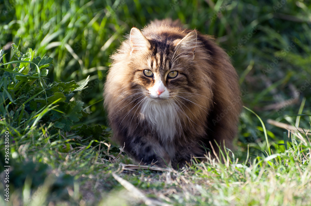 front view of a adult male norwegian forest cat walking over the lawn looking curiously at camera