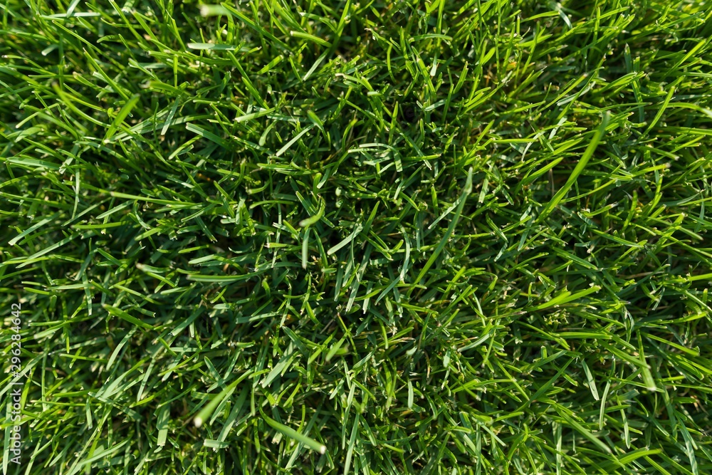 Abstract texture background, natural bright green grass Abstract texture background, natural bright green grass