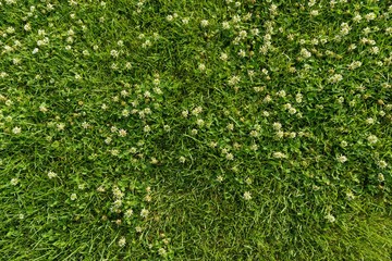 Acrylglasbilder Gras Leuchtend grüne Grasstruktur im Detail  © Valerii Honcharuk
