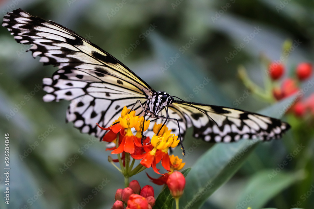 Yellow, Black and White butterfly feeding on a orange and red flowers Yellow, Black and White butterfly feeding on a orange and red flowers