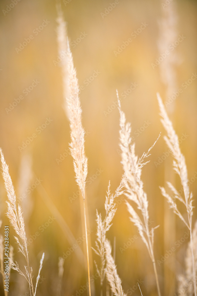 A close-up photo of hay on a meadow with blurred background
