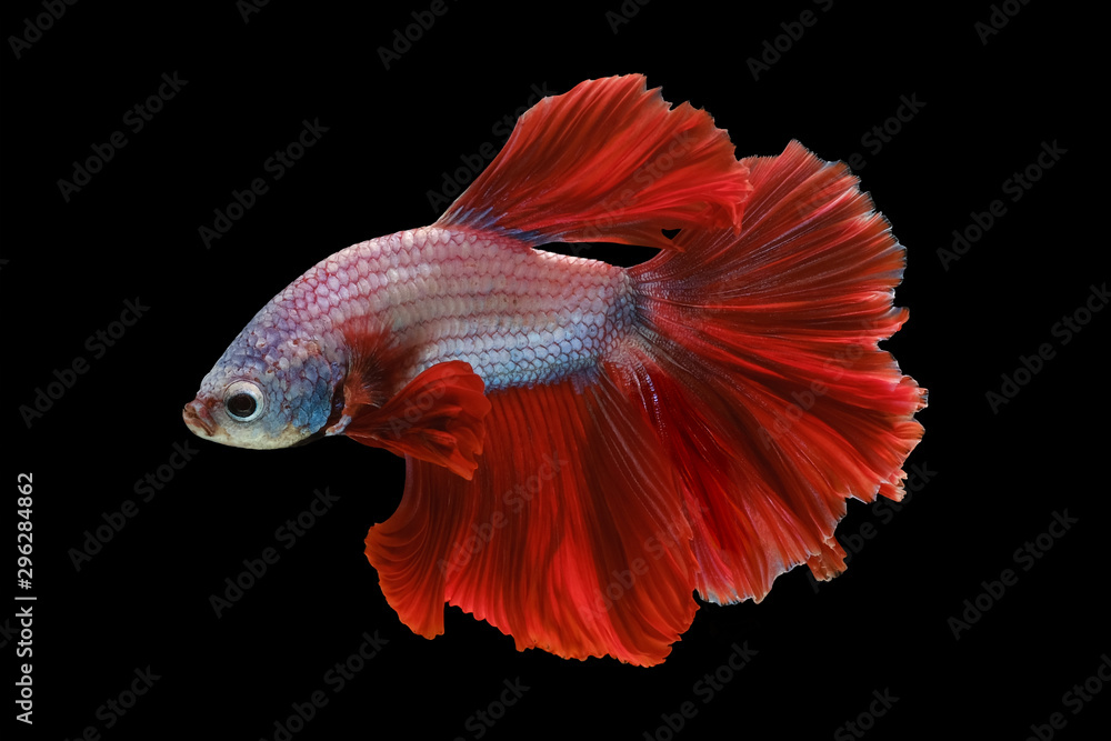 Red and white betta fish, Siamese fighting fish, betta splendens (Halfmoon betta, Pla-kad (biting fish) isolated on black background. File contains a clipping path. Red and white betta fish, Siamese fighting fish, betta splendens (Halfmoon betta, Pla-kad (biting fish) isolated on black background. File contains a clipping path.