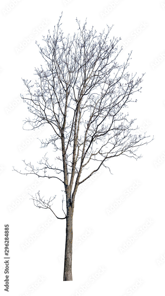 high winter maple with bare branches high winter maple with bare branches