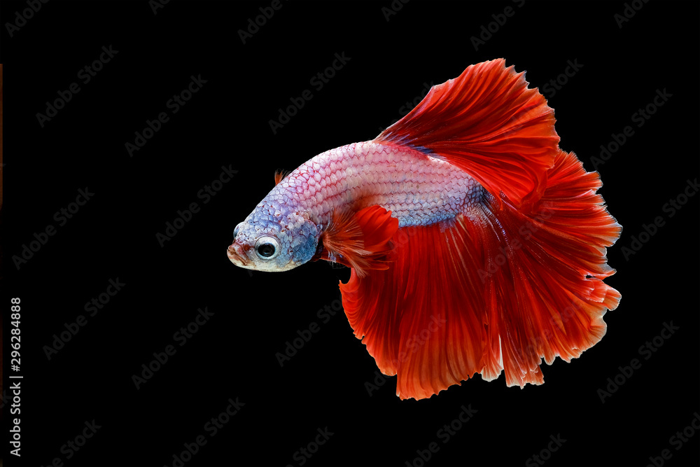Red and white betta fish, Siamese fighting fish, betta splendens (Halfmoon betta, Pla-kad (biting fish) isolated on black background. File contains a clipping path. Red and white betta fish, Siamese fighting fish, betta splendens (Halfmoon betta, Pla-kad (biting fish) isolated on black background. File contains a clipping path.