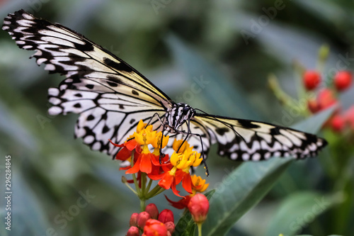 Yellow  Black and White butterfly feeding on a orange and red flowers