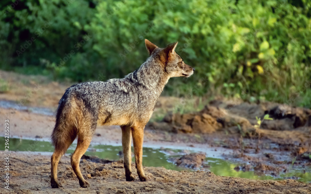 Golden jackal seen in Yala National Park in Sri Lanka Golden jackal seen in Yala National Park in Sri Lanka