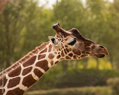 Photography Giraffe