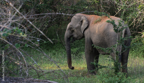 Elephant covered with dirt in a national park in Sri Lanka