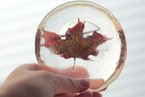 Closeup of a decoration with a dry maple leaf in ice held by a person. 