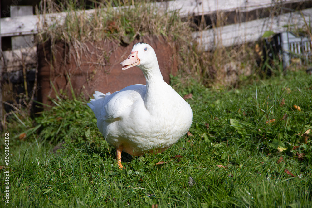 White domestic ducks walk on the green grass in the garden. Poultry White domestic ducks walk on the green grass in the garden. Poultry