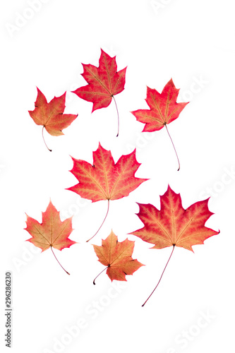 Transparent red leaves on isolated white background.