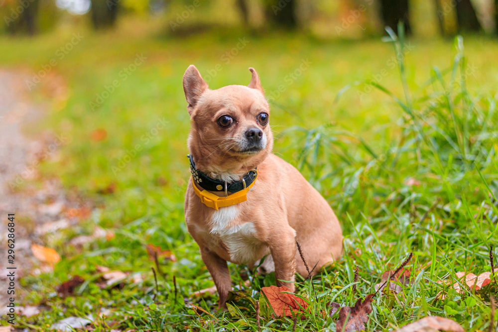Chihuahua dog on a walk in the park. A small dog. Bright dog. Light color. Home pet. Chihuahua dog on a walk in the park. A small dog. Bright dog. Light color. Home pet.