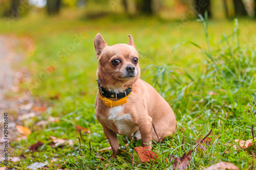 Chihuahua dog on a walk in the park. A small dog. Bright dog. Light color. Home pet. © alenka2194