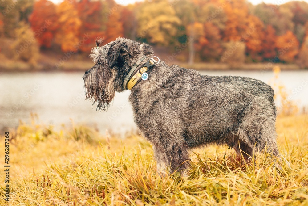 Miniature schnauzer dog for a walk in the autumn park. Dog with a haircut for a walk. . Dog on a walk. Miniature schnauzer dog for a walk in the autumn park. Dog with a haircut for a walk. . Dog on a walk.