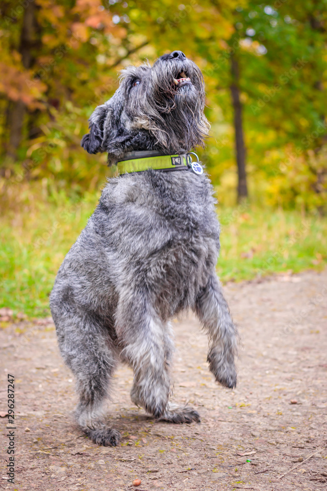 Miniature schnauzer dog for a walk in the autumn park. Dog with a haircut for a walk. . Dog on a walk. Miniature schnauzer dog for a walk in the autumn park. Dog with a haircut for a walk. . Dog on a walk.