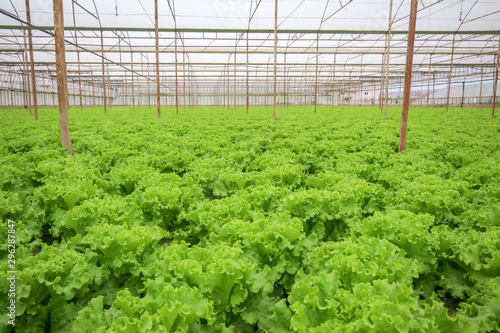 Green lettuce field, Antaly...