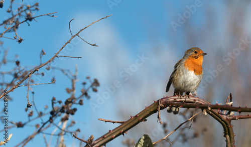 UK's national Bird, The Robin © ChamindaSilva