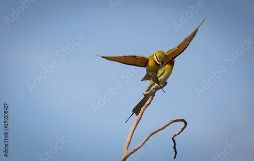 Blue tailed bee eater flying off a tree branch in sri lanka