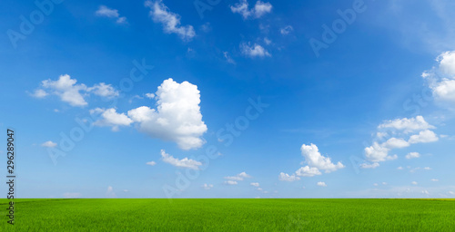 Fototapeta Naklejka Na Ścianę i Meble -  sky with clouds and green field background panorama