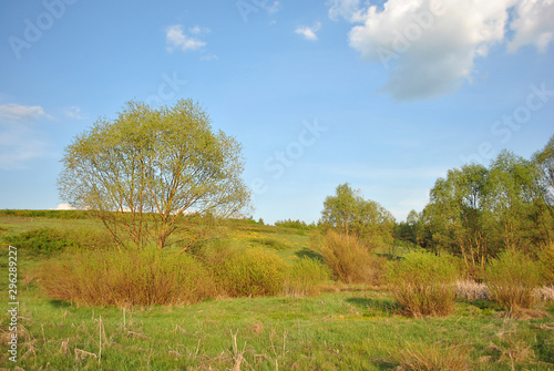 Landscape with green meadow and trees on it, yellow reeds, blue cloudy sky on horizon, sunny cloudy day