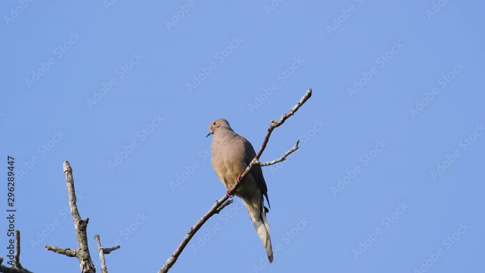 A beige mourning dove perched on a leafless treetop against a blue sky background. 25 sec/24 fps. 40% speed. Clip 10 A beige mourning dove perched on a leafless treetop against a blue sky background. 25 sec/24 fps. 40% speed. Clip 10