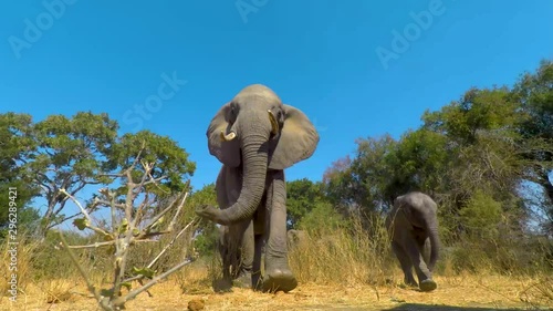 A close view of a heard of elephants following a path in a Reserve in Africa to better grazing.  A low angle shot of a family herd of elephants moving along a path