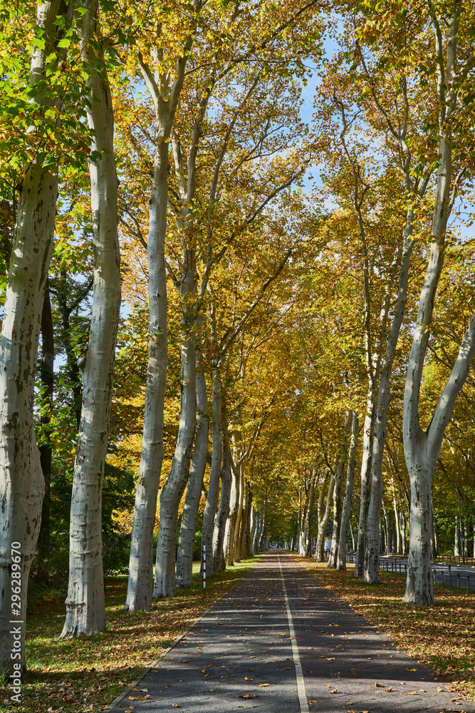 Herbstliches Panorama mit heller Sonne, die durch die Bäume der Platanenallee in Berlin Alt Treptow scheint Herbstliches Panorama mit heller Sonne, die durch die Bäume der Platanenallee in Berlin Alt Treptow scheint