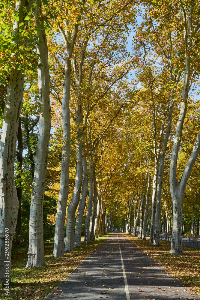 Herbstliches Panorama mit heller Sonne, die durch die Bäume der Platanenallee in Berlin Alt Treptow scheint