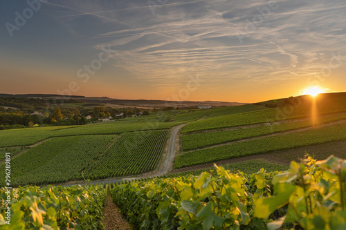 Champagne region in France with the setting sun photo