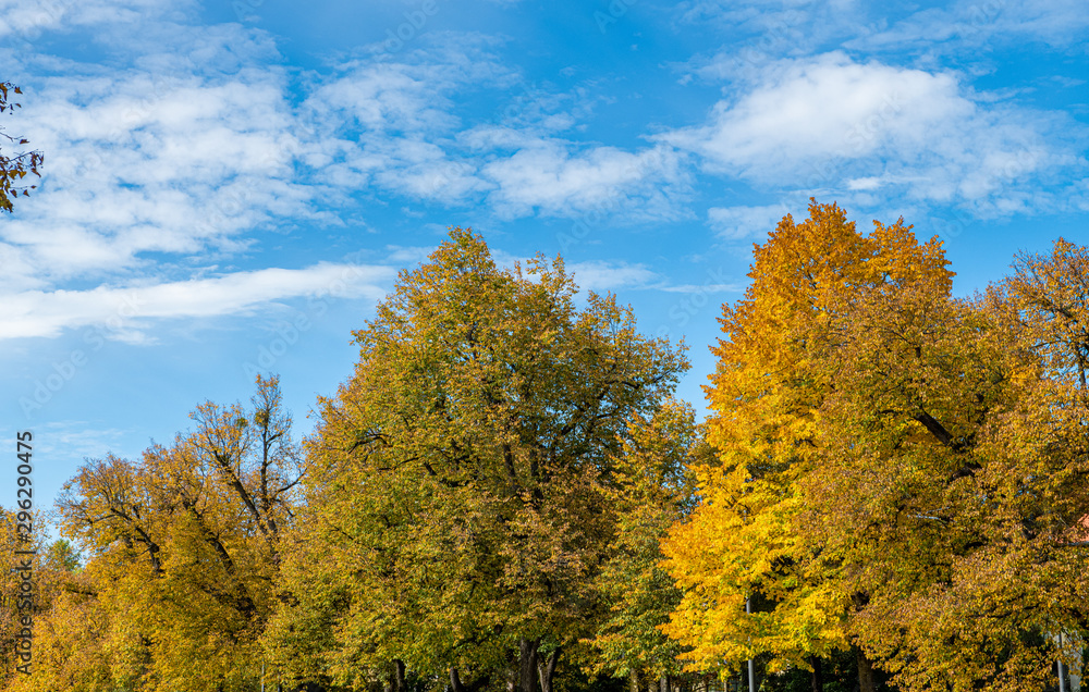 the beautul nature with its trees, leafs and the blue sky. a perfect indian summer 