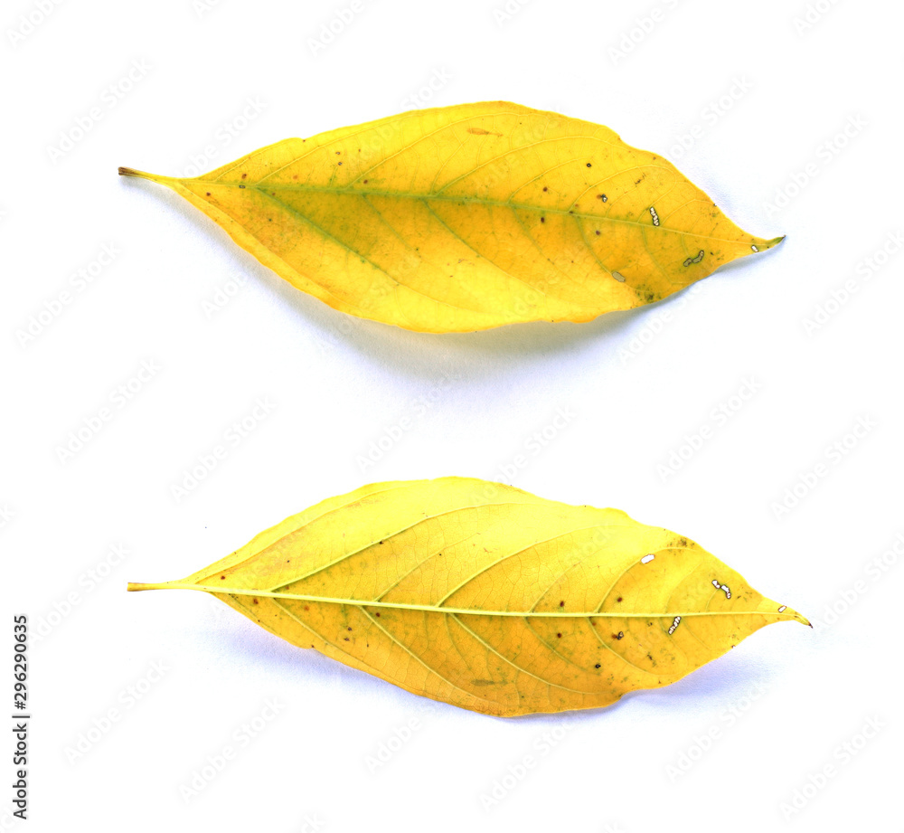 Fototapeta premium leaf isolated