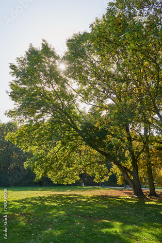 Fototapeta Naklejka Na Ścianę i Meble -  Herbstliches Panorama mit heller Sonne, die durch die Bäume scheint