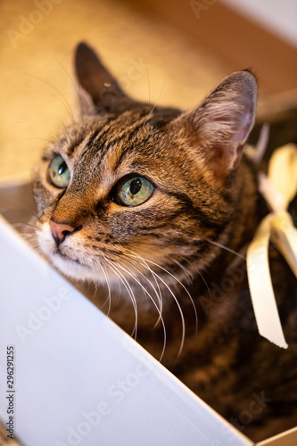Cute cat rests inside a white box