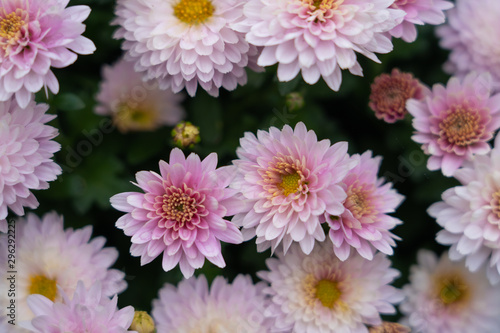 Beautiful pink mums flowers selected focus