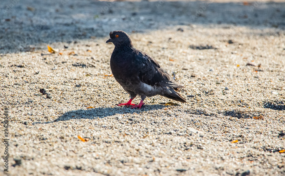 Pigeons in the park. A flock of pigeons on the green grass.. Pigeons in the park. A flock of pigeons on the green grass..