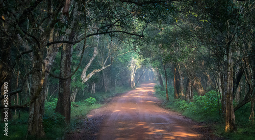 One of the many road ways inside Wilpathu national park in Sri Lanka