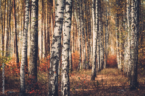 Fototapeta Naklejka Na Ścianę i Meble -  Isolated birch trees with golden autumn forest background