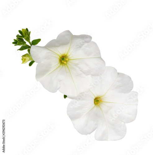Mallow white perennial
